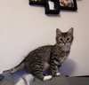 Opie