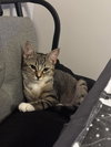 Tigs