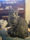 Zebbie (w/ Socks)