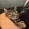 Zebbie (w/ Socks)