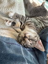 Socks (w/ Zebbie)