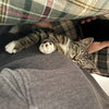 Socks (w/ Zebbie)