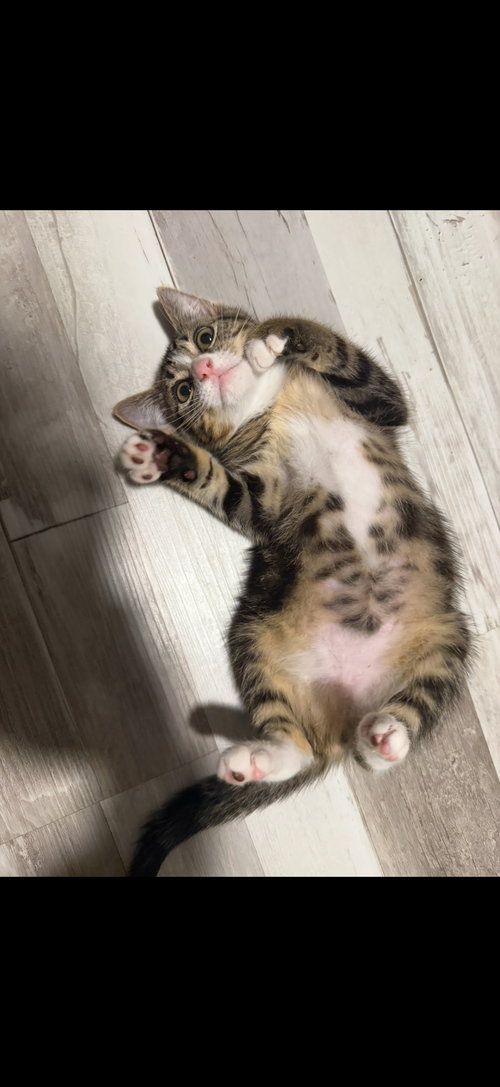 Jasper
