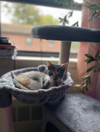 Sabrina