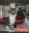 Pilgrim
