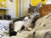 Pilgrim