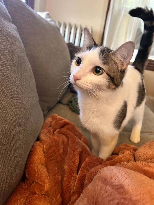 picture of the cat needing adoption