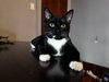 Foundling