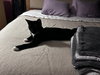 Foundling