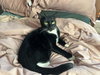 Foundling