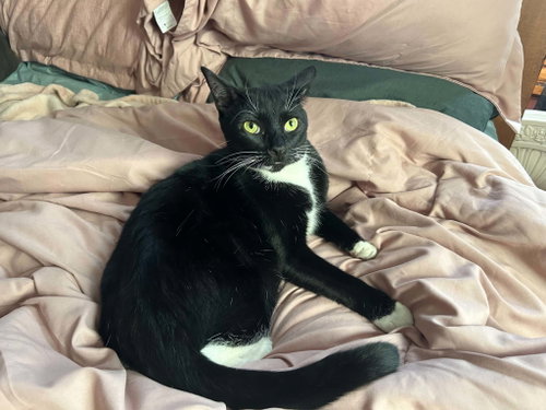 picture of the cat needing adoption