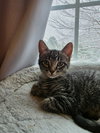 Willow (w/ Nutmeg)