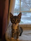 Nutmeg (w/ Willow)