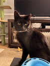 Alfonso