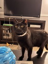 Alfonso