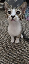 Snoop Cat