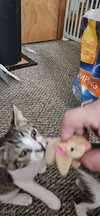 Snoop Cat