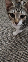 LL Cool Cat