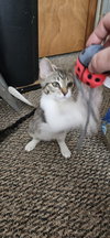 LL Cool Cat