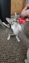 LL Cool Cat