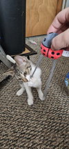 LL Cool Cat