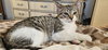 LL Cool Cat