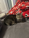 Toby