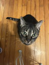 Toby