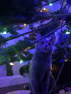 Holly
