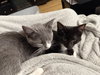 Mitzi (w/ Bitsy)