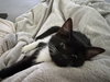 Bitsy (w/Mitzi)