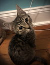 Ivan