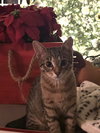Joey