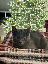 Phoebe
