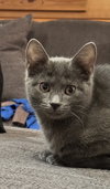Phoebe
