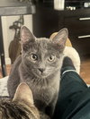 Phoebe