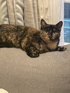 Marmie