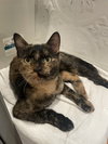 Marmalade (Marmie)