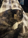 Marmalade (Marmie)