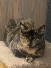 Marmalade (Marmie)
