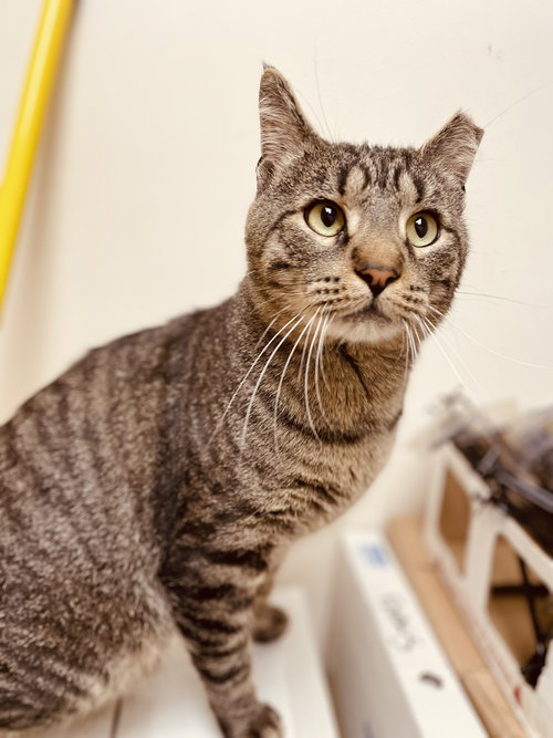 Nix, an adoptable Domestic Short Hair in Stewartsville, NJ