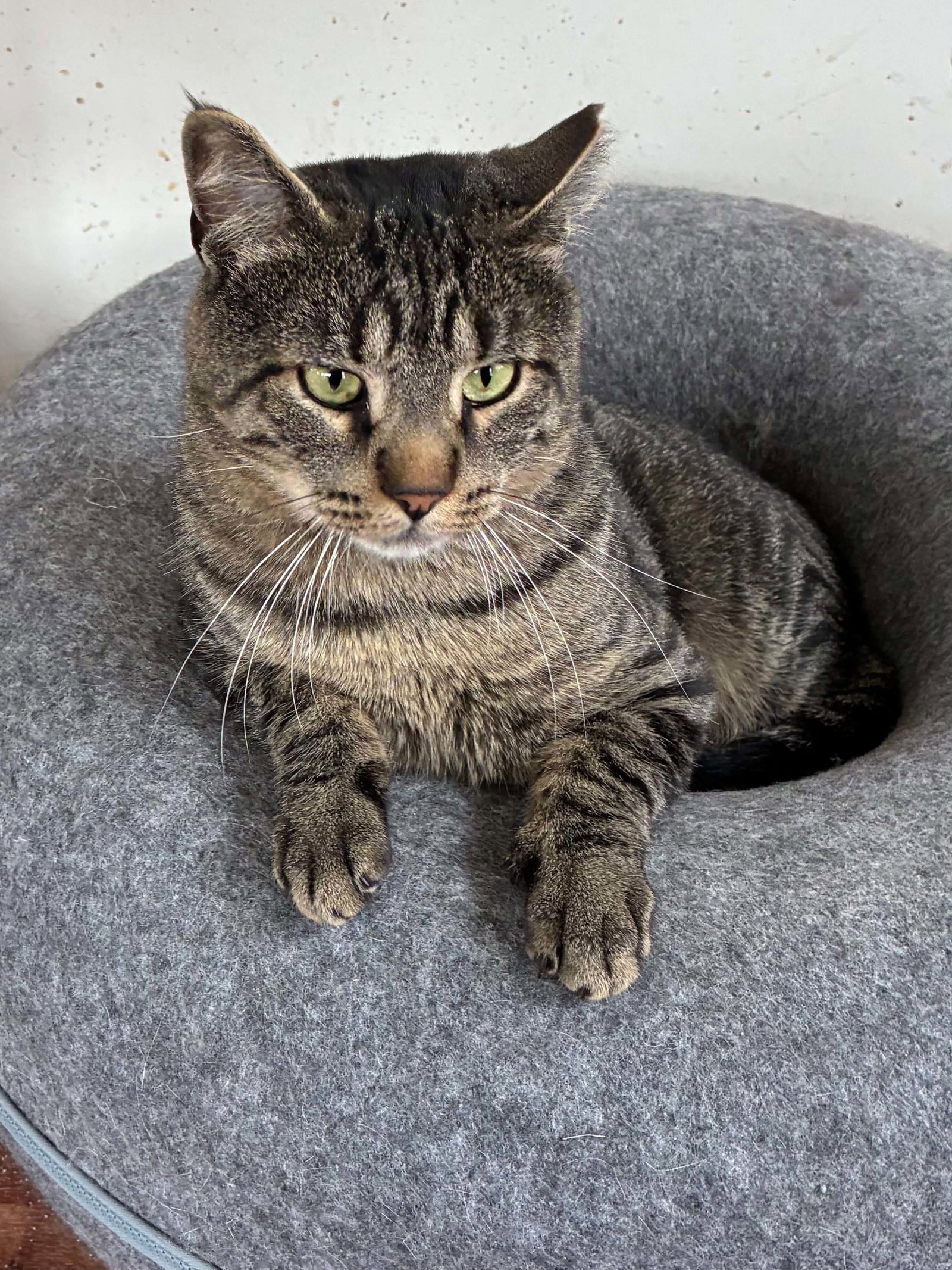 Nix, cat