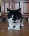 Ziggy