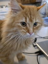 Cheddar