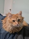 Cheddar
