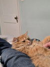 Cheddar