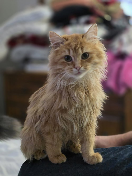 Cheddar