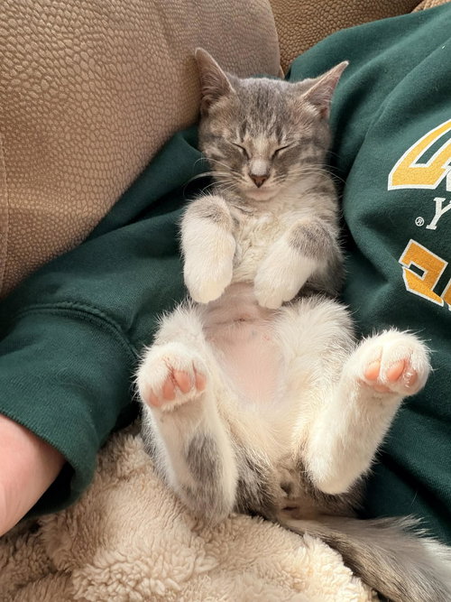 Pippy (W/Pebble)