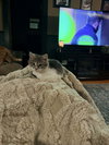 Pebble (W/Pippy)