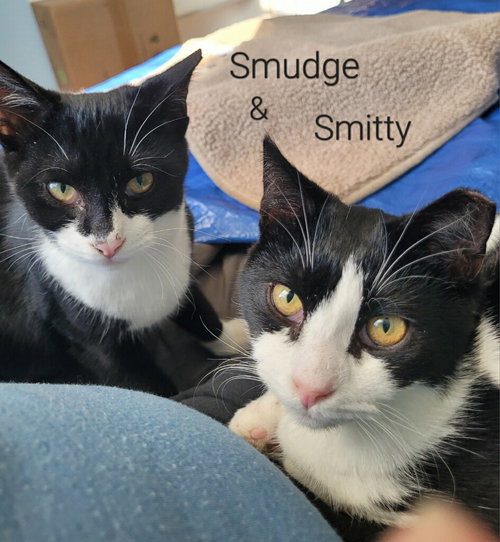 Photo 5 of Smitty
